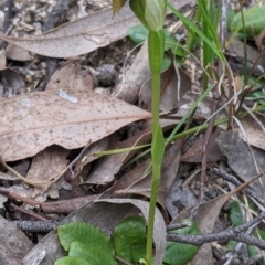 Pterostylis nutans at Beechworth, VIC - 17 Sep 2021