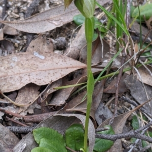 Pterostylis nutans at Beechworth, VIC - suppressed