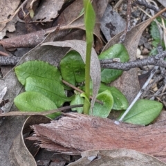 Pterostylis nutans at Beechworth, VIC - suppressed