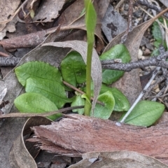 Pterostylis nutans at Beechworth, VIC - 17 Sep 2021