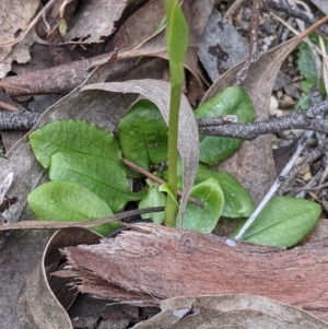 Pterostylis nutans at Beechworth, VIC - 17 Sep 2021