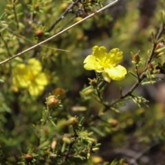 Hibbertia calycina (Lesser Guinea-flower) at Acton, ACT - 17 Sep 2021 by Sarah2019