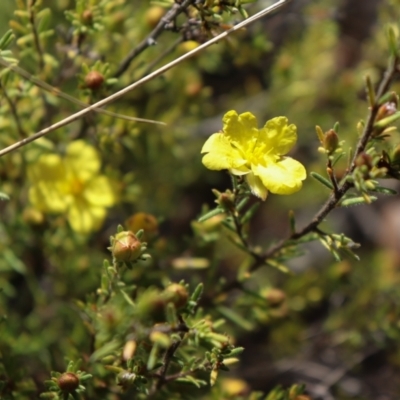 Hibbertia calycina (Lesser Guinea-flower) at Black Mountain - 17 Sep 2021 by Sarah2019