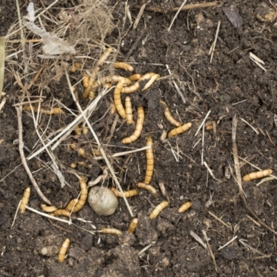 Saragus sp. (genus) (A False Wireworm) at Higgins, ACT - 12 Sep 2021 by AlisonMilton