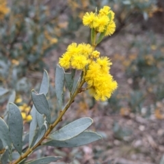 Acacia buxifolia subsp. buxifolia (Box-leaf Wattle) at Beechworth, VIC - 17 Sep 2021 by Darcy