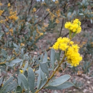 Acacia buxifolia subsp. buxifolia at Beechworth, VIC - 17 Sep 2021 12:31 PM