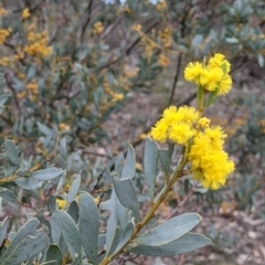 Acacia buxifolia subsp. buxifolia at Beechworth, VIC - 17 Sep 2021