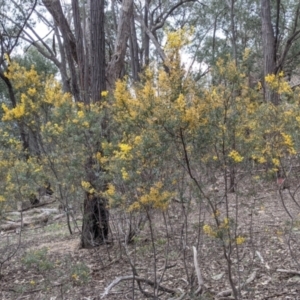 Acacia buxifolia subsp. buxifolia at Beechworth, VIC - 17 Sep 2021