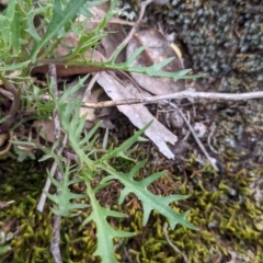 Isotoma axillaris (Australian Harebell, Showy Isotome) at Beechworth, VIC - 17 Sep 2021 by Darcy