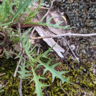 Isotoma axillaris (Australian Harebell, Showy Isotome) at Beechworth Historic Park - 17 Sep 2021 by Darcy