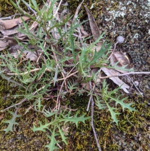 Isotoma axillaris at Beechworth, VIC - 17 Sep 2021