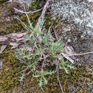 Isotoma axillaris at Beechworth, VIC - 17 Sep 2021