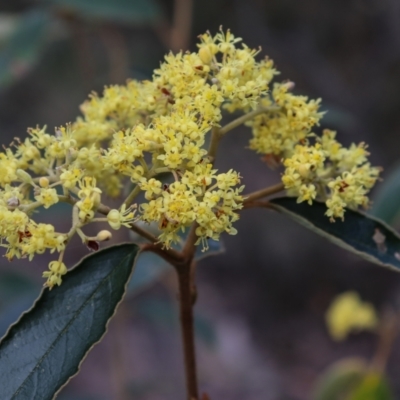 Pomaderris intermedia (Golden Pomaderris) at Black Mountain - 17 Sep 2021 by Sarah2019