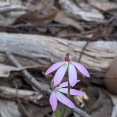 Caladenia carnea (Pink Fingers) at Beechworth, VIC - 17 Sep 2021 by Darcy