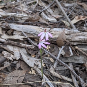 Caladenia carnea at Beechworth, VIC - 17 Sep 2021