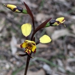 Diuris pardina (Leopard Doubletail) at Beechworth Historic Park - 17 Sep 2021 by Darcy