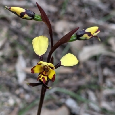 Diuris pardina (Leopard Doubletail) at Beechworth Historic Park - 17 Sep 2021 by Darcy