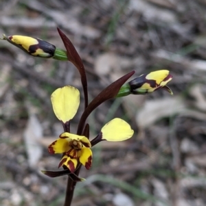 Diuris pardina at Beechworth, VIC - suppressed