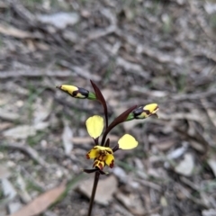 Diuris pardina at Beechworth, VIC - suppressed