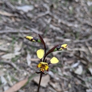 Diuris pardina at Beechworth, VIC - 17 Sep 2021