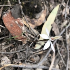 Caladenia fuscata (Dusky Fingers) at Holt, ACT - 17 Sep 2021 by Dora