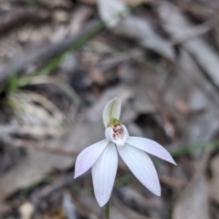 Caladenia fuscata (Dusky Fingers) at Beechworth, VIC - 17 Sep 2021 by Darcy