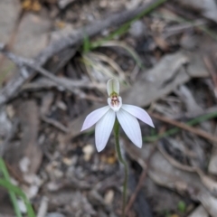 Caladenia fuscata at Beechworth, VIC - 17 Sep 2021