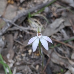 Caladenia fuscata at Beechworth, VIC - suppressed