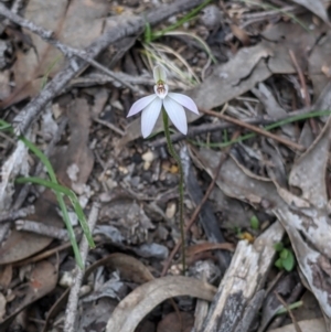 Caladenia fuscata at Beechworth, VIC - suppressed