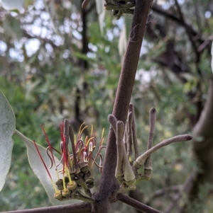 Amyema quandang var. quandang at Beechworth, VIC - 17 Sep 2021