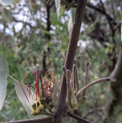 Amyema quandang var. quandang (Grey Mistletoe) at Beechworth Historic Park - 17 Sep 2021 by Darcy