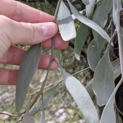 Amyema quandang var. quandang at Beechworth, VIC - 17 Sep 2021 12:43 PM