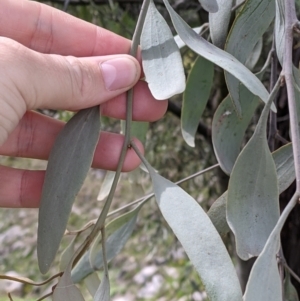 Amyema quandang var. quandang at Beechworth, VIC - 17 Sep 2021