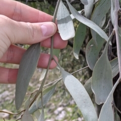 Amyema quandang var. quandang at Beechworth, VIC - 17 Sep 2021