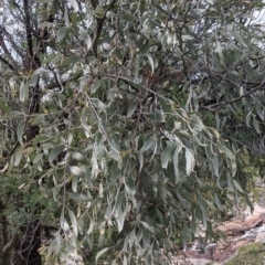 Amyema quandang var. quandang at Beechworth, VIC - 17 Sep 2021