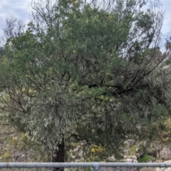Amyema quandang var. quandang at Beechworth, VIC - 17 Sep 2021 12:43 PM
