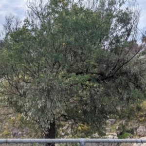 Amyema quandang var. quandang at Beechworth, VIC - 17 Sep 2021 12:43 PM