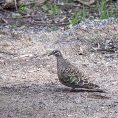 Phaps chalcoptera (Common Bronzewing) at Beechworth, VIC - 17 Sep 2021 by Darcy