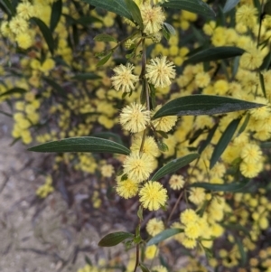 Acacia verniciflua at Beechworth, VIC - 17 Sep 2021 01:00 PM