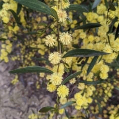 Acacia verniciflua at Beechworth, VIC - 17 Sep 2021 01:00 PM