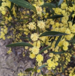 Acacia verniciflua at Beechworth, VIC - 17 Sep 2021 01:00 PM