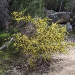 Acacia verniciflua at Beechworth, VIC - 17 Sep 2021 01:00 PM