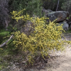 Acacia verniciflua at Beechworth, VIC - 17 Sep 2021