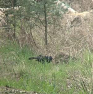 Corcorax melanorhamphos at Wooragee, VIC - 17 Sep 2021