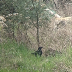 Corcorax melanorhamphos at Wooragee, VIC - 17 Sep 2021 01:20 PM