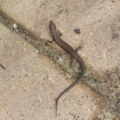 Lampropholis delicata (Delicate Skink) at Higgins, ACT - 12 Sep 2021 by AlisonMilton