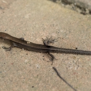 Lampropholis delicata at Higgins, ACT - 12 Sep 2021