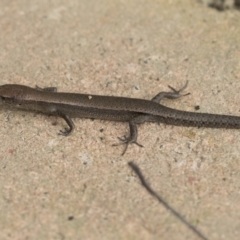 Lampropholis delicata at Higgins, ACT - 12 Sep 2021 02:49 PM