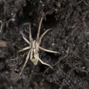 Argoctenus sp. (genus) at Higgins, ACT - 12 Sep 2021