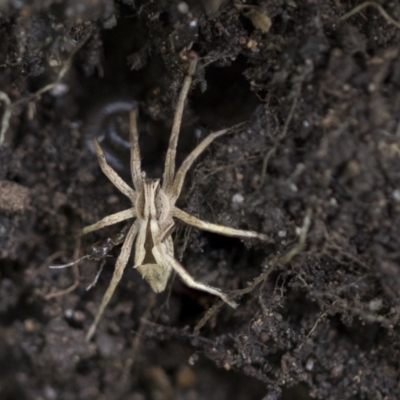 Argoctenus sp. (genus) (Wandering ghost spider) at Higgins, ACT - 12 Sep 2021 by AlisonMilton